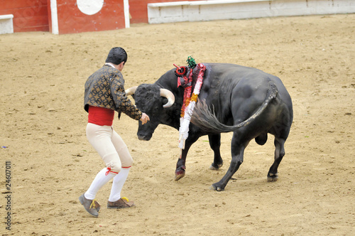 Forcado Facing Bull