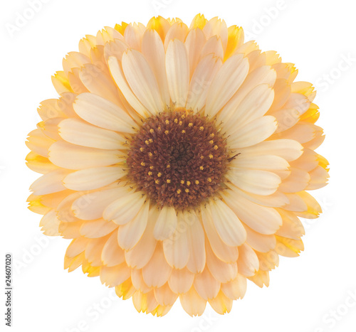 calendula