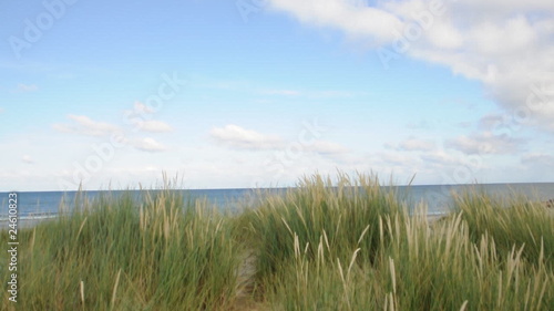 Schilf im Wind
