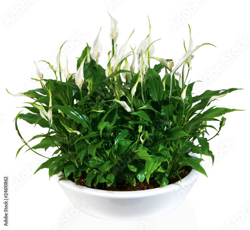 spatiphyllum dans pot blanc