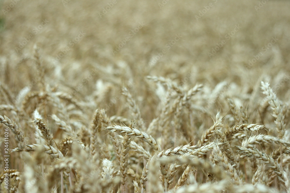 Fototapeta premium Getreidefeld 3