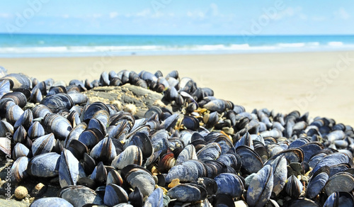 eatable mussels on a sea coast
