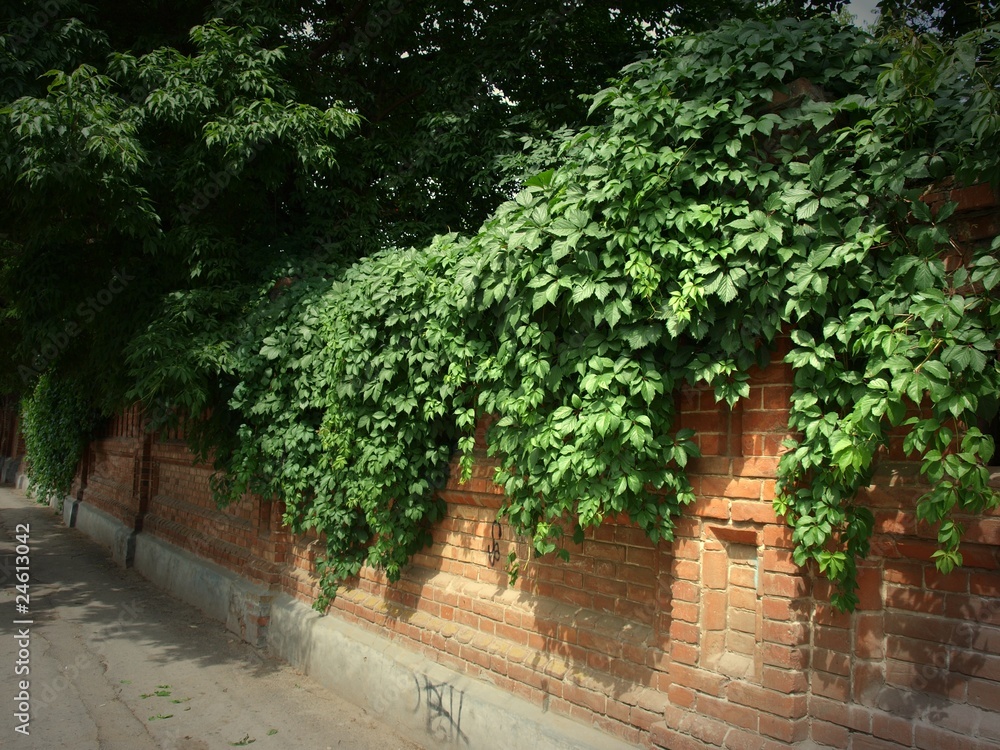 Stone wall of the old brick and ivy