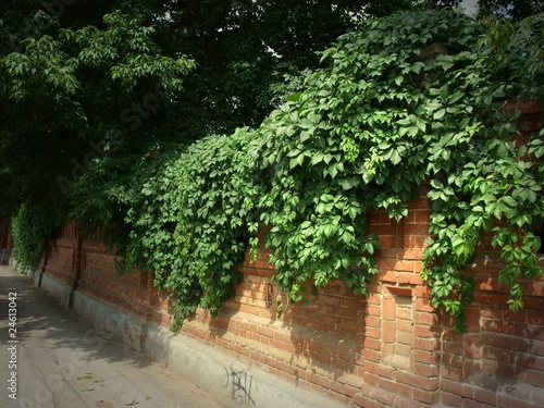 Stone wall of the old brick and ivy