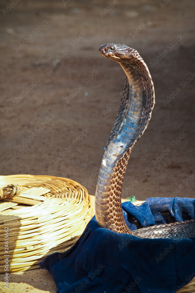 Cobra snake emerging from it s basket. Stock Photo Adobe Stock