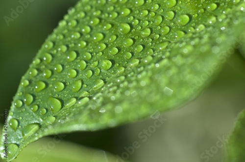 closeup green leaf with drops