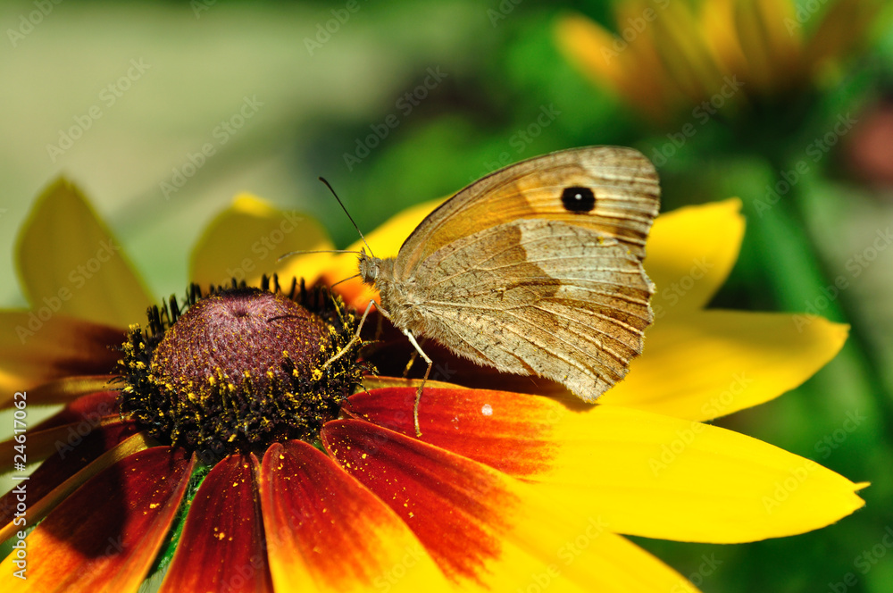 The Meadow Brown butterfly on the Rudbeckia bloom The Meadow Brown butterfly on the Rudbeckia bloom