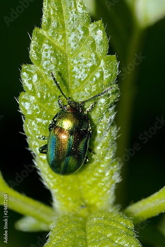 Grüner Sauerampferkäfer (Gastrophysa viridula) photo