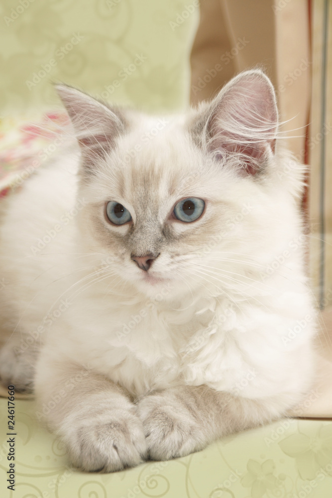Cat Cat