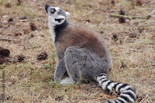 Ring Tailed Lemur © Stephen Meese