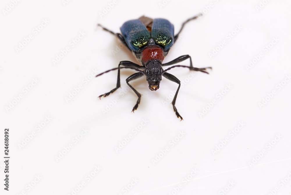 Blaubock (Carilia virginea)