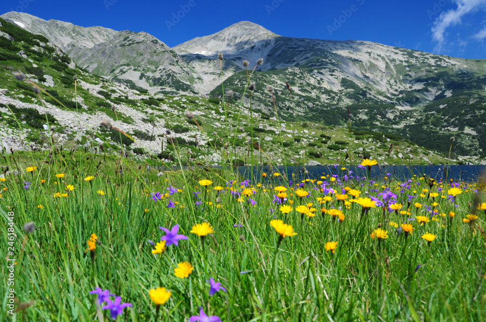 Fototapeta premium mountain meadow, Pirin mountains, Bulgaria