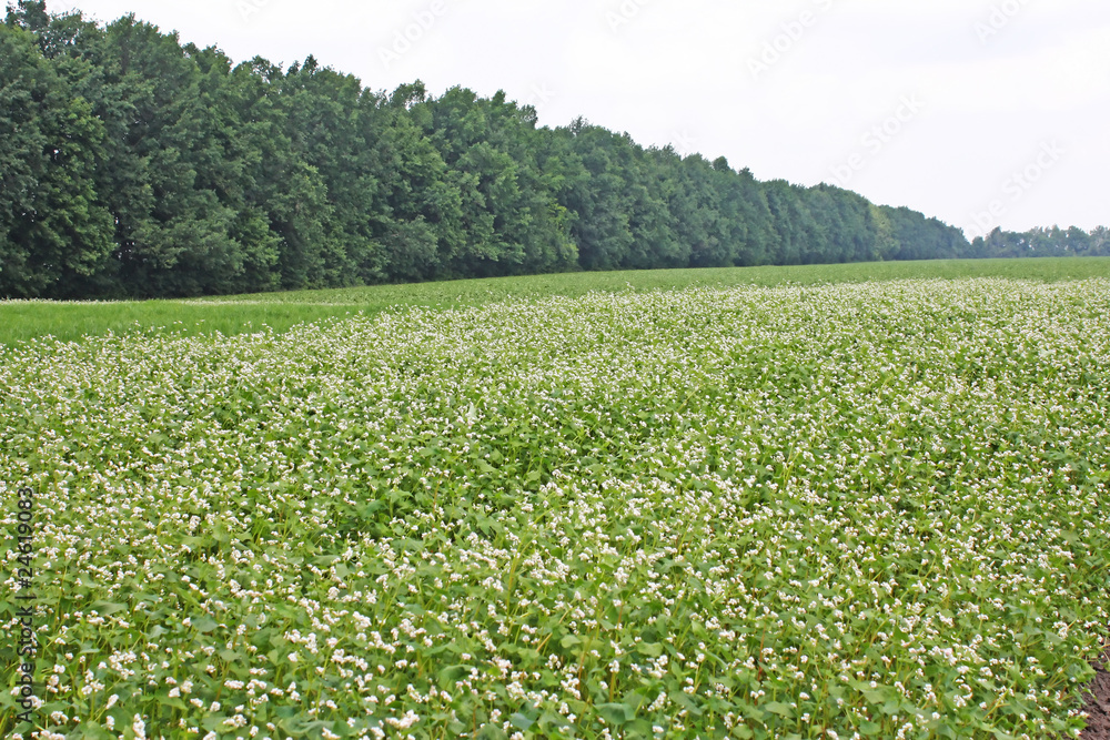 Buckwheat Buckwheat