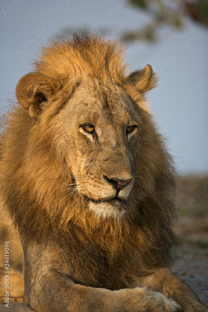 Male lion portrait Male lion portrait