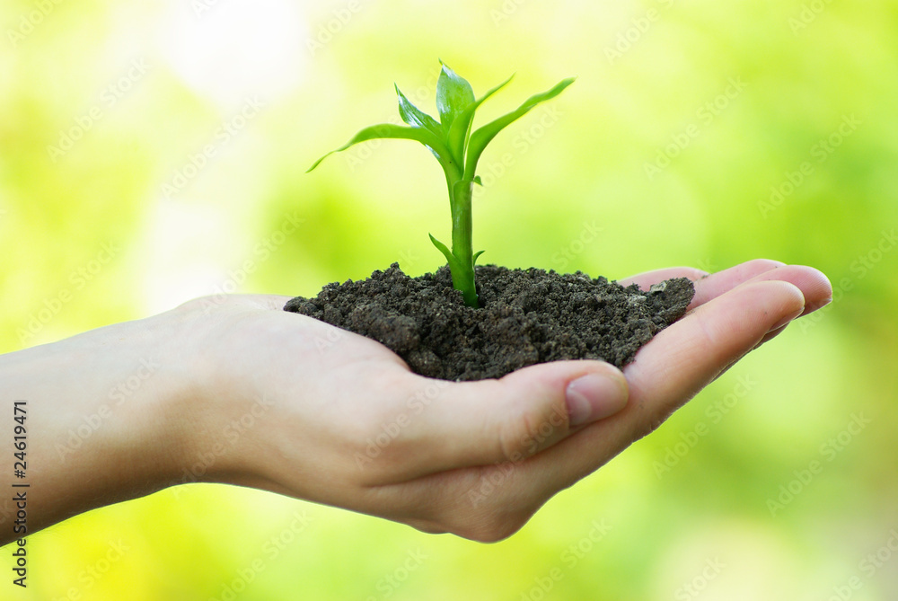 plant in hand plant in hand
