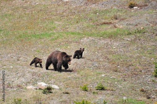 Grizzly Mother & Cubs