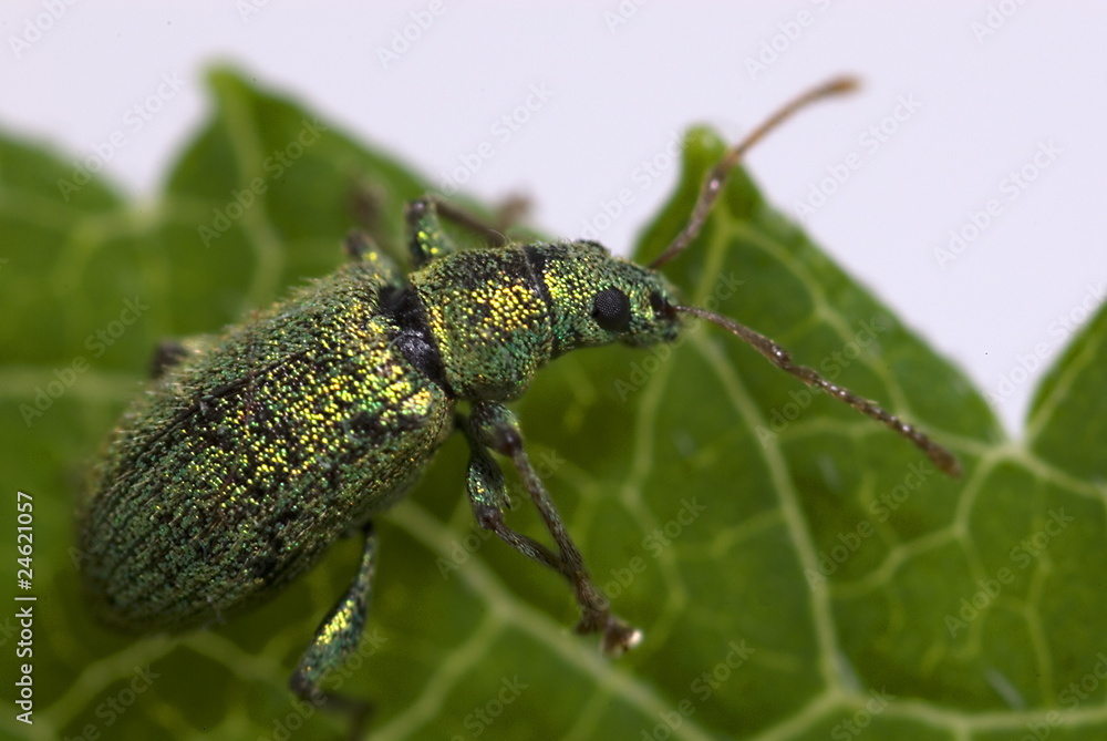 Grünrüssler (Polydrusus sericeus) Grünrüssler (Polydrusus sericeus)