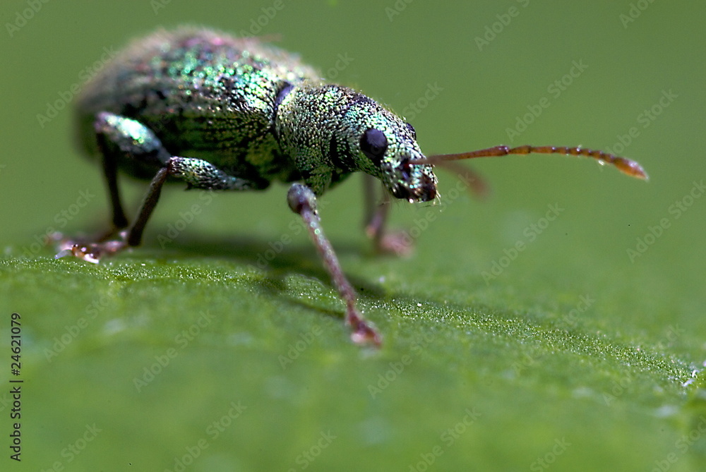 Grünrüssler (Polydrusus sericeus) Grünrüssler (Polydrusus sericeus)