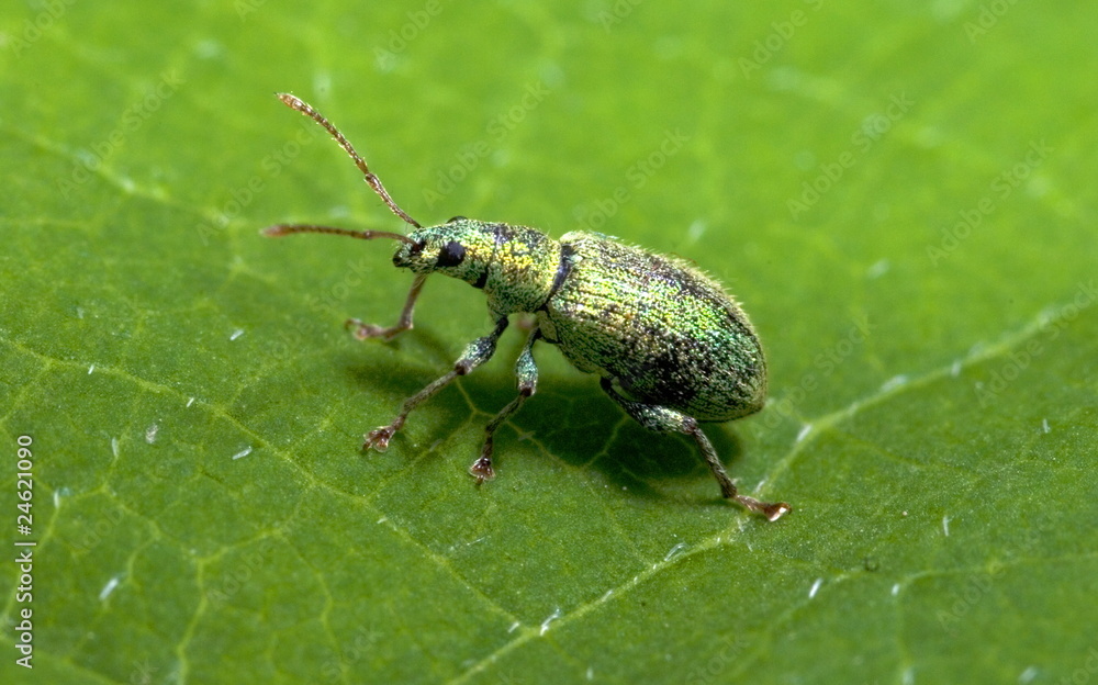 Grünrüssler (Polydrusus sericeus) Grünrüssler (Polydrusus sericeus)
