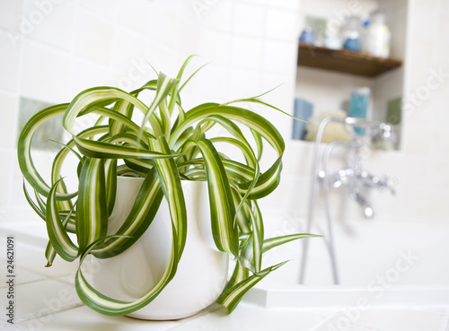 chlorophytum dans salle de bain