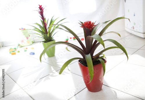 ambiance de guzmania photo