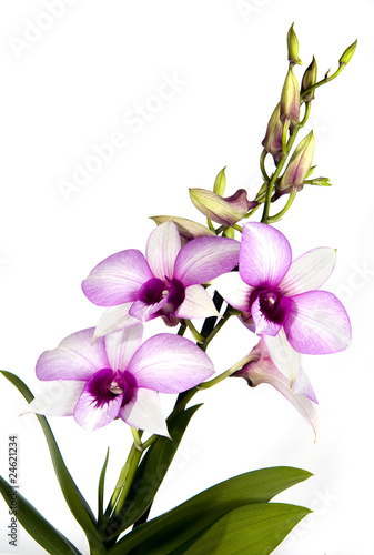 Fototapeta Naklejka Na Ścianę i Meble -  orchidée dendrobium