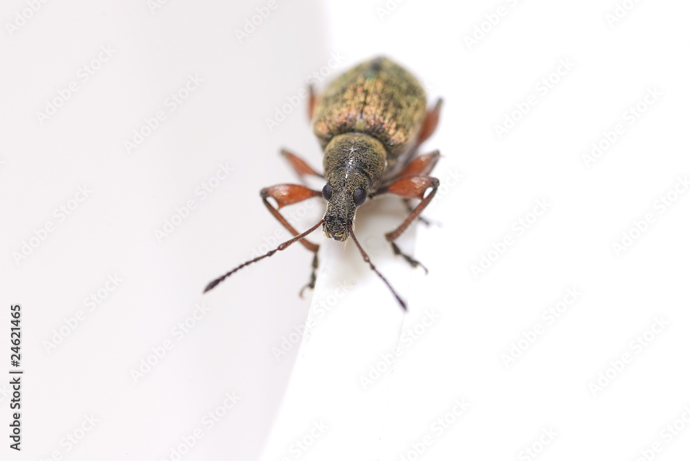 .SPORNBLATTRÜSSLER (PHYLLOBIUS CALCARATUS) .SPORNBLATTRÜSSLER (PHYLLOBIUS CALCARATUS)