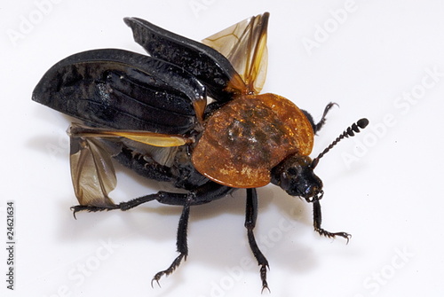 Quadro em tela Rothalsige Silphe (Oiceoptoma thoracicum)