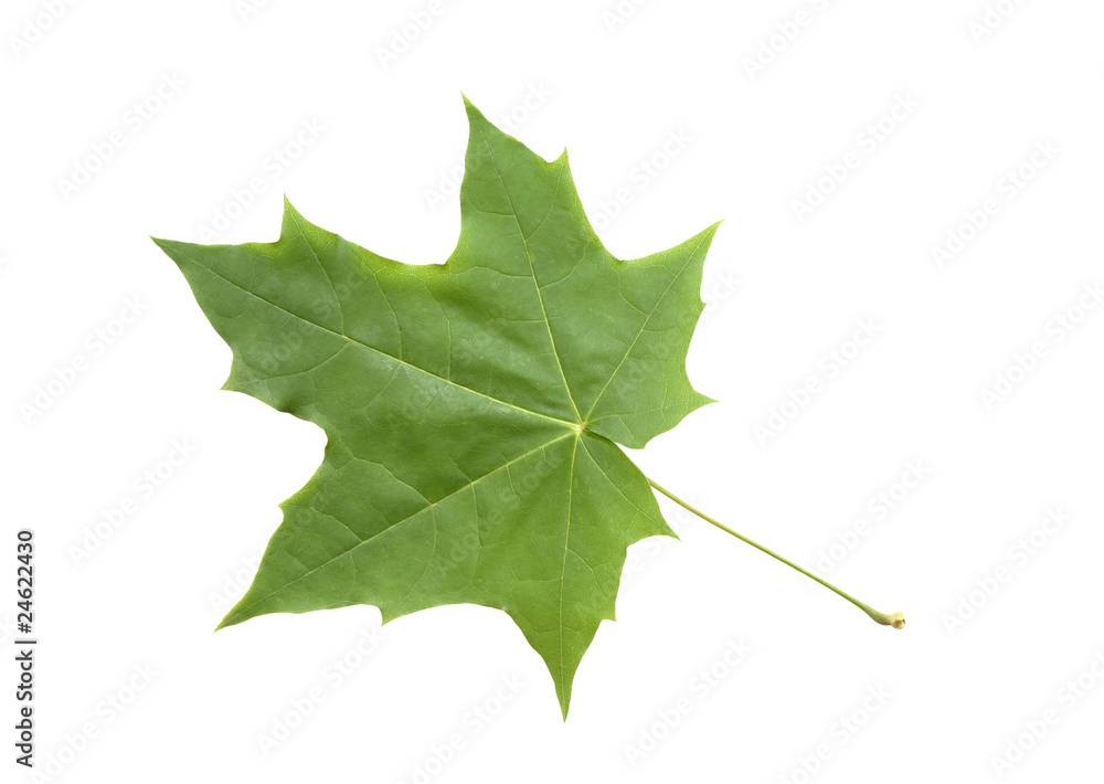 Fototapeta premium Green Maple Leaf