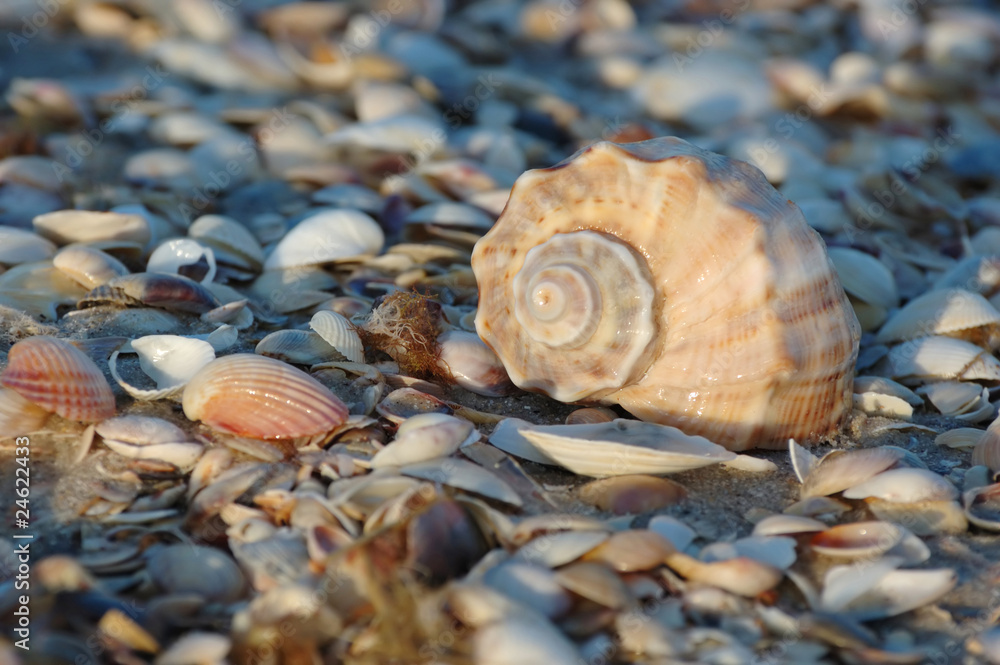 Empty seashell of marine mollusc rapana venosa on the Black Sea