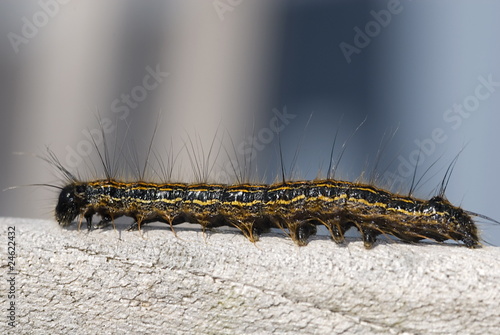 Raupe des Ringelspinners (Malacosoma neustria) photo