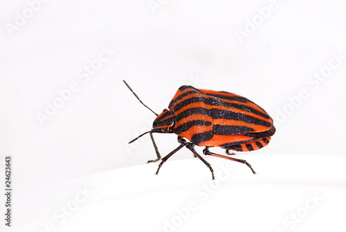 Streifenwanze (Graphosoma lineatum)