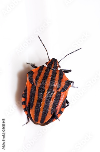 Streifenwanze (Graphosoma lineatum)