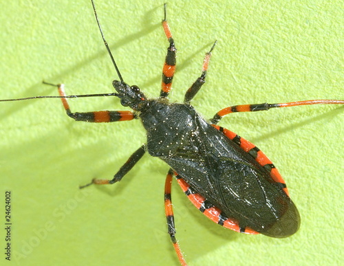 Geringelte Mordwanze (Rhinocoris annulatus)