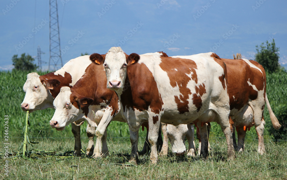 Cows in a meadow