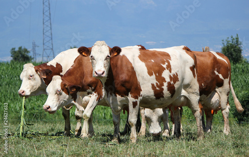 Cows in a meadow © Elenarts