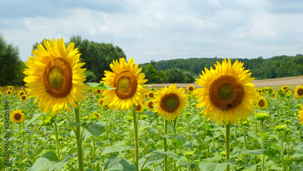 Fototapeta premium Sonnenblumenfeld
