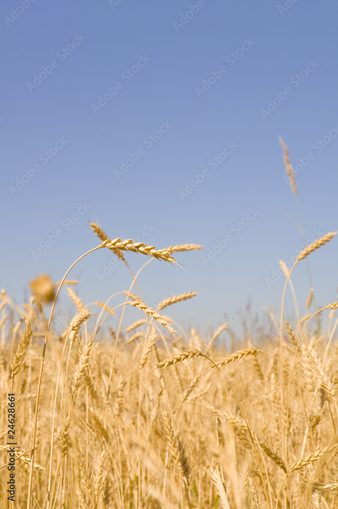 Obraz premium Ячменное поле.