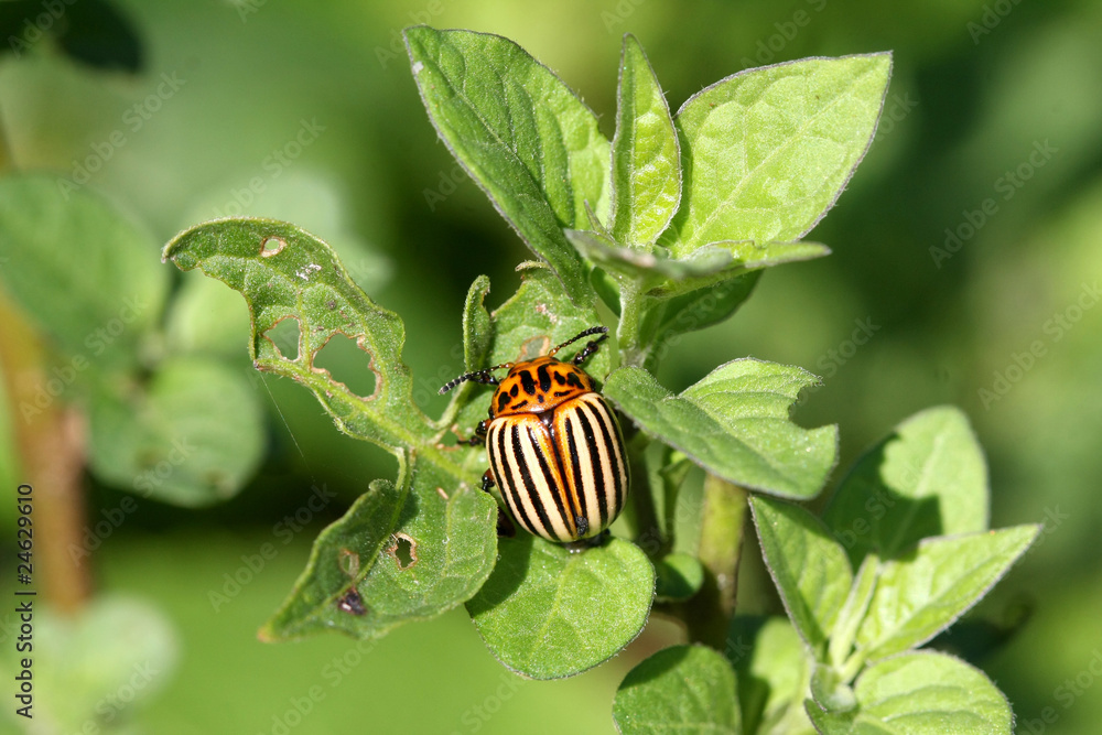 Colorado Potato Beetle Leptinotarsa decimlineata Colorado Potato Beetle Leptinotarsa decimlineata