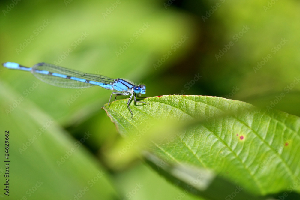 Northern Bluet Damselfly - Enallagma cyathigerum Northern Bluet Damselfly - Enallagma cyathigerum