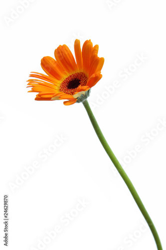 Fototapeta Naklejka Na Ścianę i Meble -  オレンジ色のガーベラ