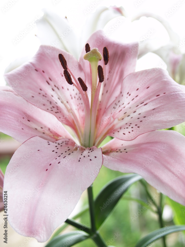 Fototapeta premium OLYMPUS DIGITAL CAMERA