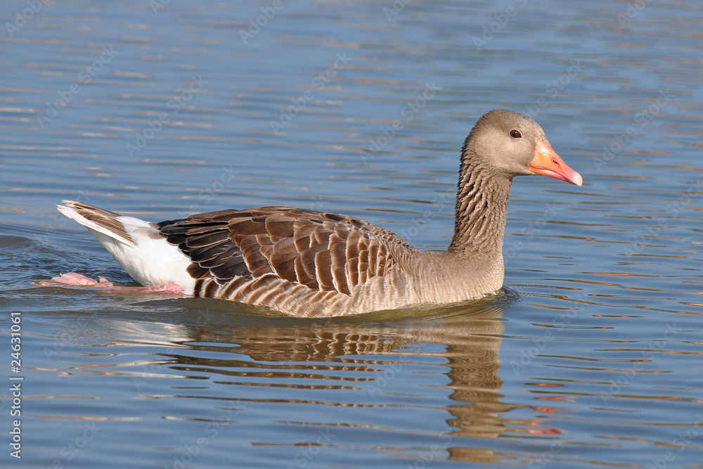 greylag goose and beautiful lake surface greylag goose and beautiful lake surface