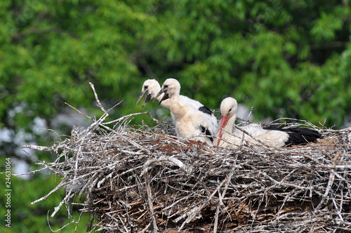 look to stork nest with baby