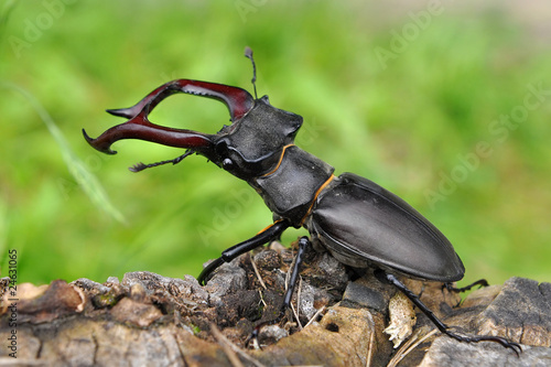 Leinwand Poster rare stag beetle