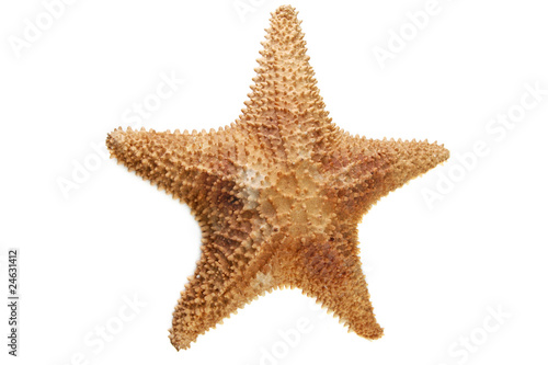 sea starfish