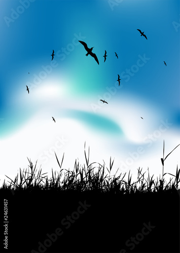 Summer meadow and birds in sky, black silhouette