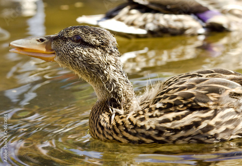 Photography young duck
