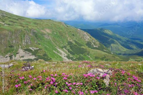 Rhododendron flowers in summer mountain