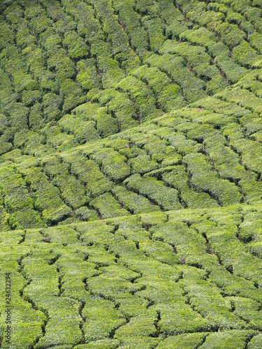 Tea plantation © laurent dambies